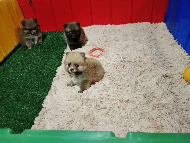 Spitz alemão fêmeas com pedigree 