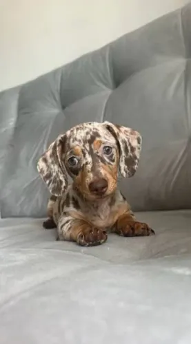 Cachorro salsicha