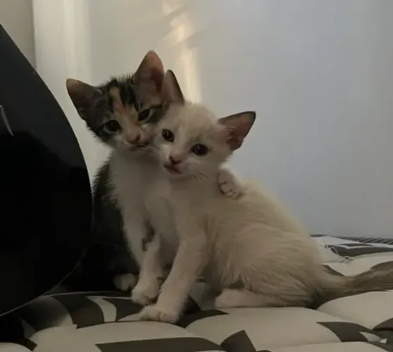 Doação de duas gatinhas