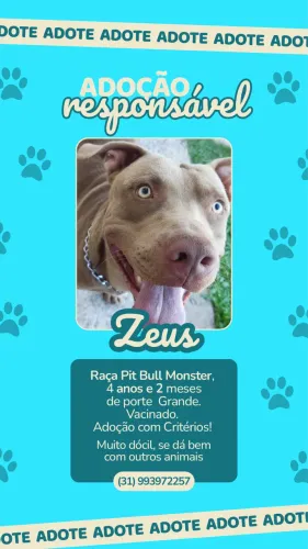 Doa-se Pit Bull Dócil - ADOÇÃO COM CRITÉRIOS! 
