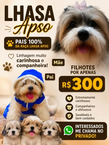 Cachoros lhasa apso macho