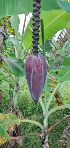 Mangará, coração da bananeira