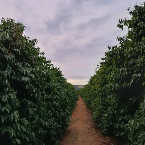 OPORTUNIDADE VENDO FAZENDA FORMADA EM CAFÉ REGIÃO DE MACHADO-Mg ( 6236 )