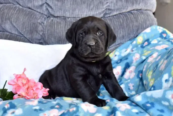 Labrador disponíveis hoje! Me chama no WhatsApp!