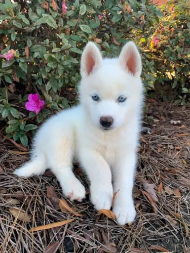 Husky siberiano impossível ter só um olhar e não se apaixonar