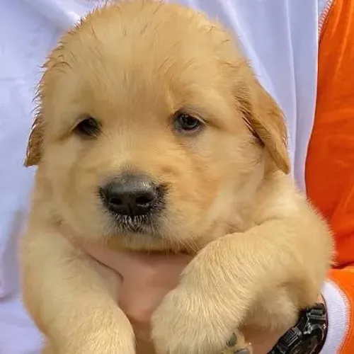 Golden Retriever para reserva (entrega a partir de 25/07)