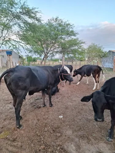 Pra vender 6 vaca 2 novinhas ,7 delas perto de parir, 4.500 uma pela outra