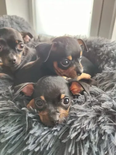 Pinscher 2 fêmeas e 1 macho já disponível
