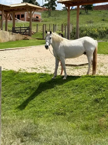 CAVALO MANGA LARGA MACHADOR ..7.500