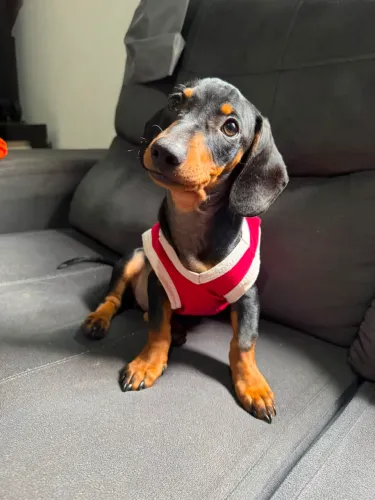 Filhote de Dachshund (salsicha)