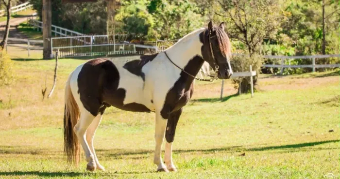 Vendo Cavalo Crioulo