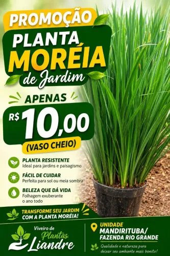 Promoção de Moréias Branca de Jardim 