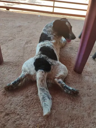 Cachorro 