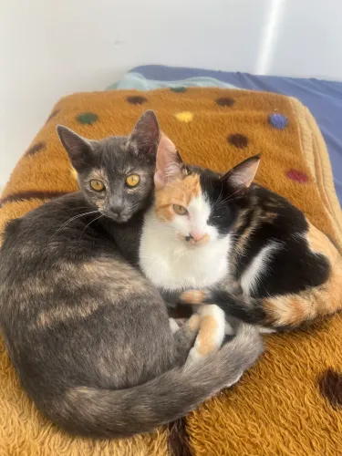 Doa-se duas gatas filhotes