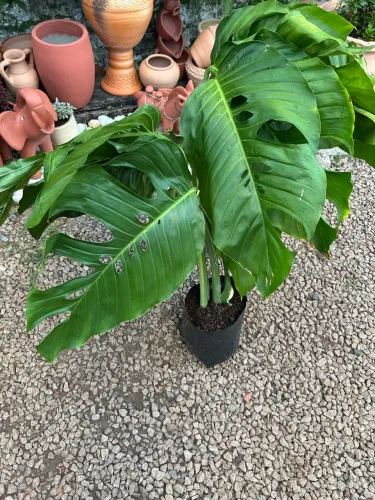 Monstera gigante
