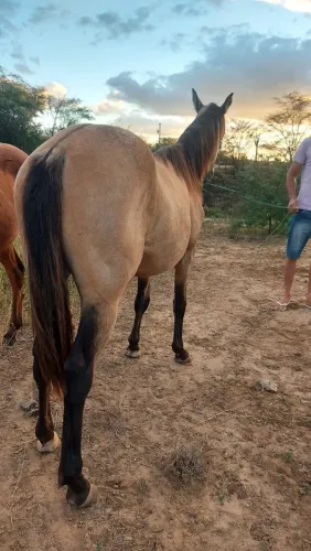 Potra com 1.3 meses 