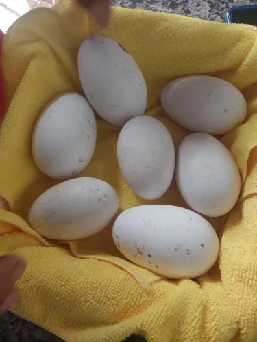 Vendo ovos de gansos galados