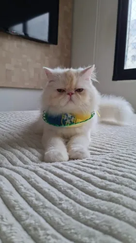 Gato Persa