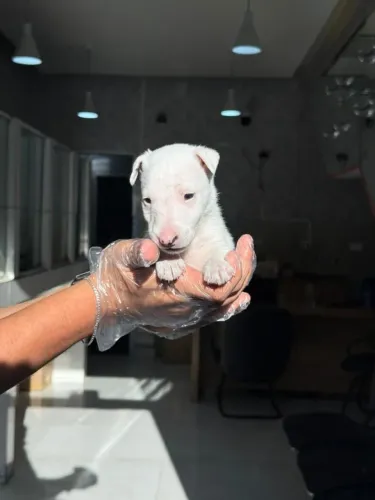 Bull Terrier Macho Branco de Alto Nível | Vacina Importada e Pedigree Oficial