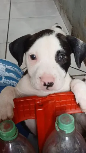 Filhote fêmea de pit bull