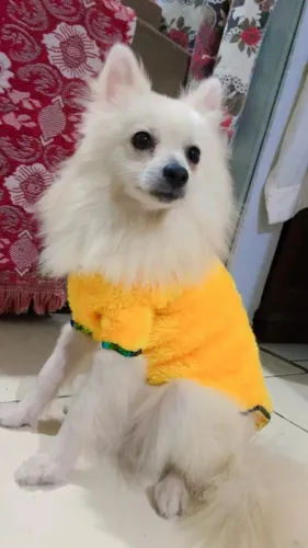 Lindo macho de Lulu da pomerania anao pra cruza cernelha medindo 21 cm 