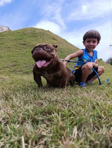 American Bully fêmeas disponíveis 