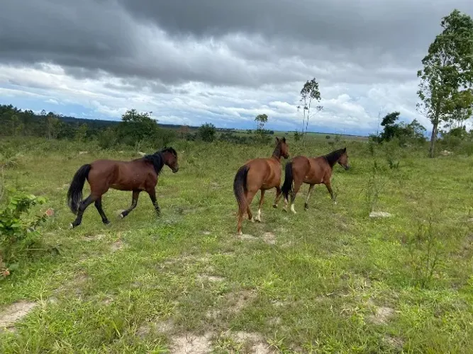 Cavalos para lida