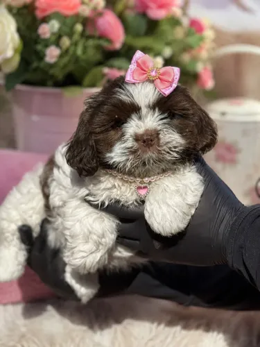 Filhotes de Shih tzu fêmea chocolate linhagem 100%