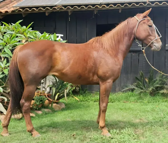 Potra QM bem linda ,faz 4 anos fim do ano