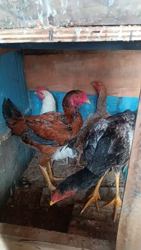 Frango místico índio gigante e galinha caipira