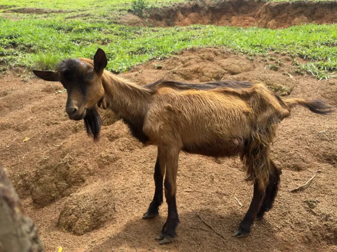 Cabrito pardo alpino macho
