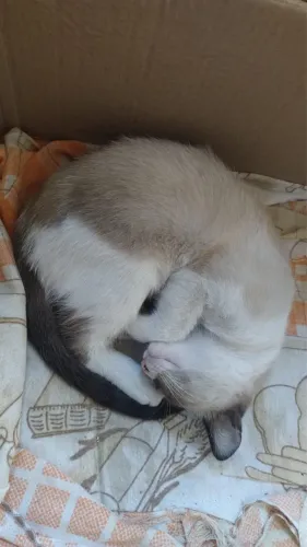 Adoção gatinhos