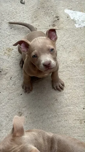 Cachorros