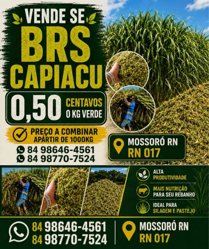 SILAGEM E CAPIM VERDE