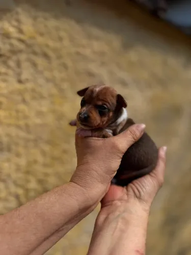 Pinscher Merle filhotes á venda