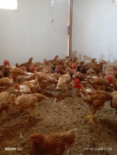 80 Frangos Pronto Pra Abater 