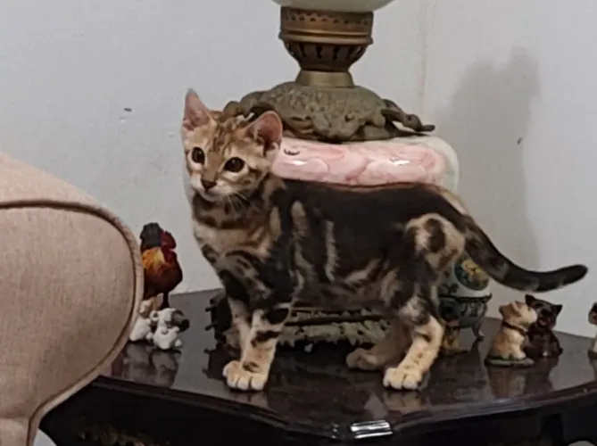 Gata bengal fêmea - filhote 