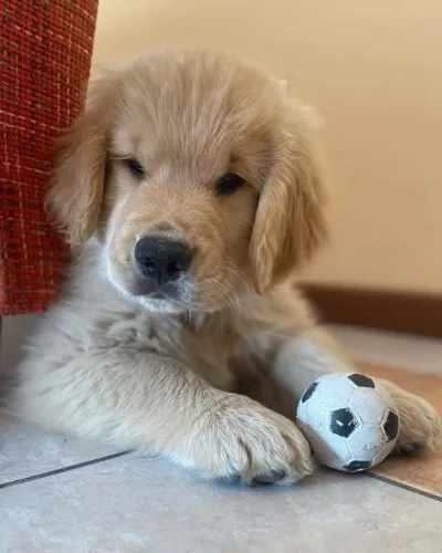 Filhotes de Golden Retriever | Patinhas prontas para espalhar amor.