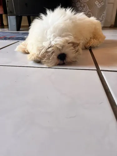 Cachorro 