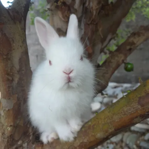 Coelho Netherland Dwarf _ Anão