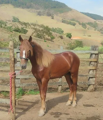 Potro mangalarga marchador registrado 