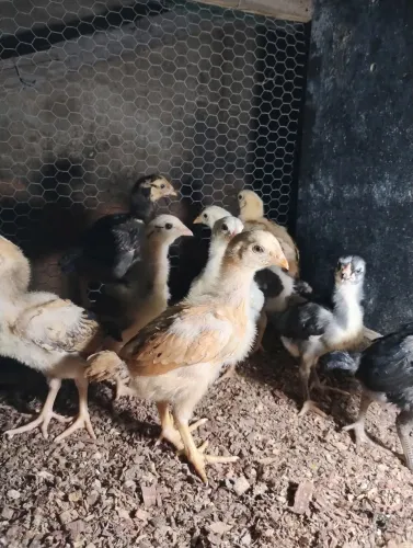 Pintinhos