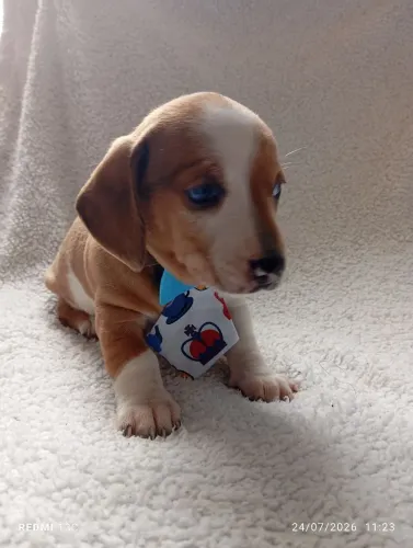 Filhotes Dachshund Teckel(linguicinha)