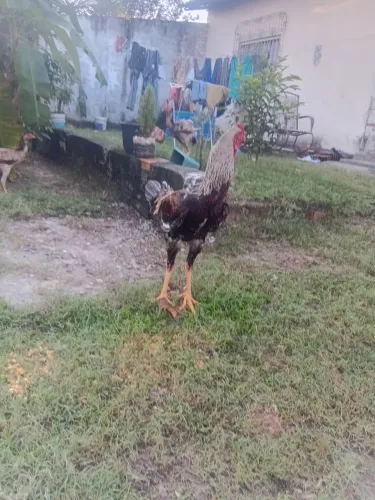 Galo indio gigante Raça pura 