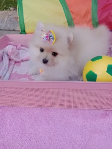 Spitz alemão Anãs, Ursinhas, com 70 dias. Pedigree e entrega.