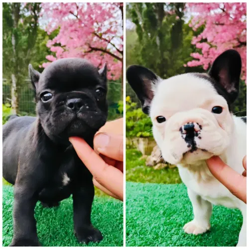 Bulldog Francês Macho ?