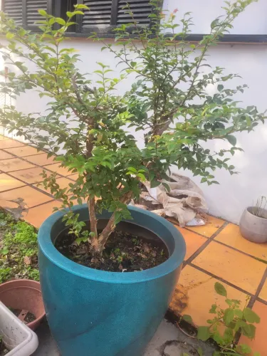 Planta- jabuticabeira