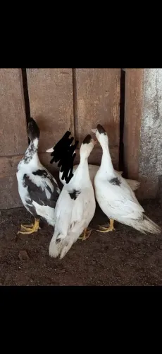 Patos