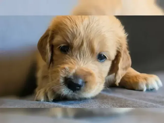Cãozinho muito carinhoso Golden Retriever