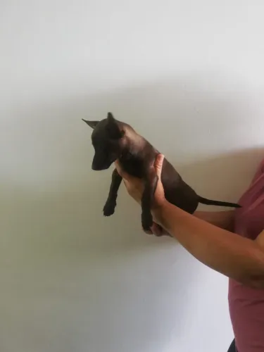 Pinscher macho de linhagem pequena